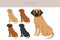 Broholmer clipart. Different coat colors and poses set