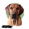 Broholmer dog breed isolated on white background digital art illustration. Danish Mastiff large Molosser breed of dog from Denmark
