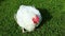 Broiler chicken walks on a green lawn