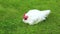 Broiler chicken walks on a green lawn