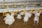 Broiler chickens in a cage at the poultry farm.