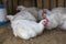 Broiler chickens in homemade chicken house 2