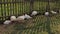 Broiler chickens huddled in ditch along farm fence outside