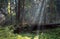 Brokeen spruces in misty morning stand