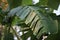 Broken banana leaves in orchard tropical jungle background natural banana leaves