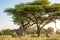 Broken Baobab tree and Acacia in Botswana