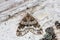 Broken-barred carpet, Electrophaes corylata on wood