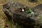 Broken beer bottles on a rock in a picnic spot