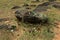 Broken beer bottles on a rock in a picnic spot