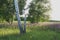 Broken birch in a meadow