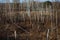 Broken birch in a swamp