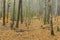 Broken birches in autumnal mixed forest in central Ukraine