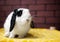 Broken black holland lop bunny rabbit on pet bed alert