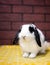 Broken black holland lop bunny rabbit posing on pet bed