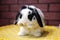 Broken black holland lop rabbit bunny cute cleaning face