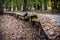 Broken Boardwalk through Forest