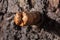 broken branch emerging from uneven bark of brown colored tree trunk