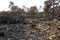 Broken branches, ash and tufts of ashy grass after a wild fire