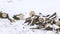 Broken branches from a dry deciduous tree lie on on snow-covered ground in the forest.