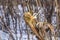 Broken branches of tree in park, outdoors after storm or gnawed by dog