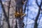 Broken branches of tree in park, outdoors after storm or gnawed by dog