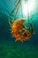 A broken buoy and sun in the Red Sea.