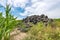 Broken car tires piled up to a mountain in a corn field