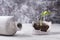 A broken ceramic vase with a sprouted flower in a broken pot with earth, a small sprout.