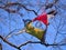 Broken colourful kite stuck in the birch tree