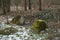 Broken concrete block covered with moss in the forest during the February thaw. Berlin, Germany