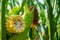 Broken corn stalk with a thin stem and large grain