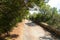 Broken country road with many potholes through the forest. Corsica, France