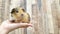 Broken cream and cream agouti american guinea pig on hand curious