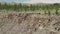 Broken and Crumbled Rocks Spilling From the Canyon Slope Ridge Towards the Valley Floor