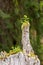 Broken dead tree that looks like Mother Nature is flipping you t