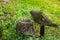 Broken and destroyed drinking fountain in the shape of a fish. An element of nostalgia for the Soviet pioneers