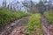 Broken dirt road in the autumn forest. Difficult road