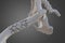 Broken dog femur bone with visible other bones