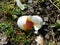 Broken Dove egg showing developing chick beginning to form.