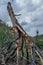 Broken dry dead red trunk of pine tree with crooked branches after fire. Upside down. Forest green mountains