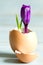 Broken egg and violet crocus easter abstract symbol of new life