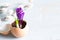 Broken egg and violet crocus easter abstract symbol of new life