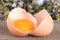 Broken egg with yolk and eggshell On a wooden table with a blurry garden background