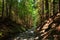 Broken erosion stone road in mountain green forest