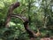 broken fallen twisted tree in a summer woodland landscape surrounded by ferns