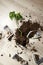 Broken flower pot, damaged houseplant and dirt on the laminate floor