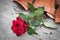 Broken flowerpot with a red rose