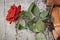 Broken flowerpot with a red rose