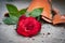 Broken flowerpot with a red rose