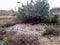 Broken garbage glass piles illegally dumped in a rural area near under a small tree. Illegal garbage dumping and Environment